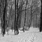 Path Through The Woods